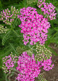 Achillea millefolium 'Ann Gillette'              